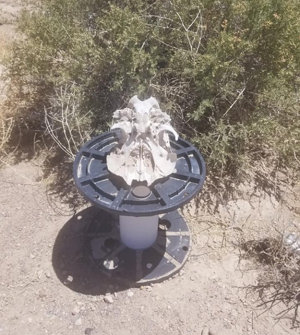 Area 51 Alien Head Geocaching