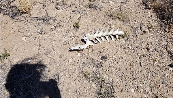 Area 51 Alien Head Geocaching