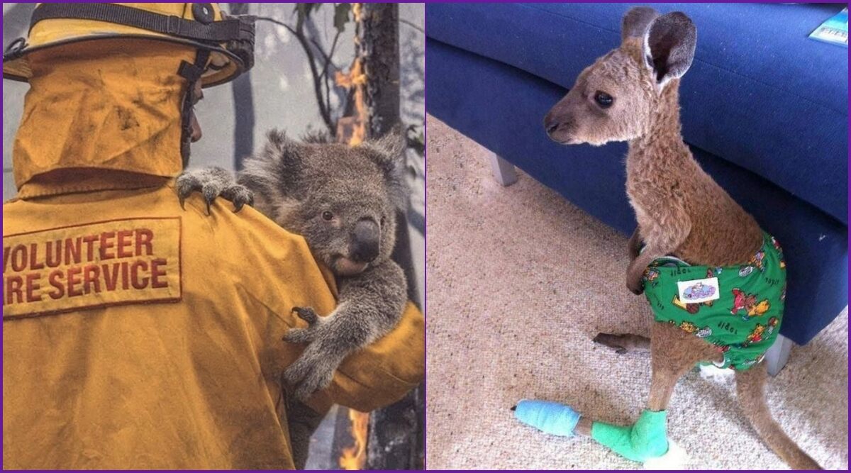 Rescued-kangaroos-and-koalas