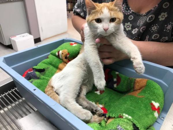 82826439_2618173928403436_3345685313476362240_n